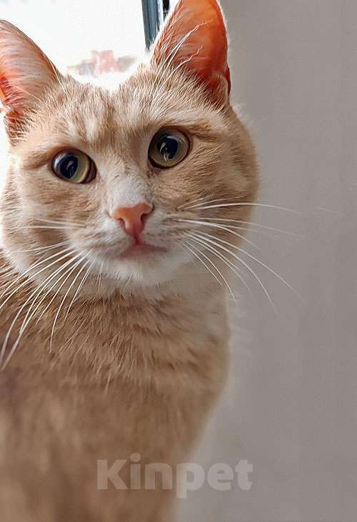 Кошки в Москве: Ищет дом кот Персик — ласковый, спокойный, домашний Мальчик, 10 руб. - фото 3