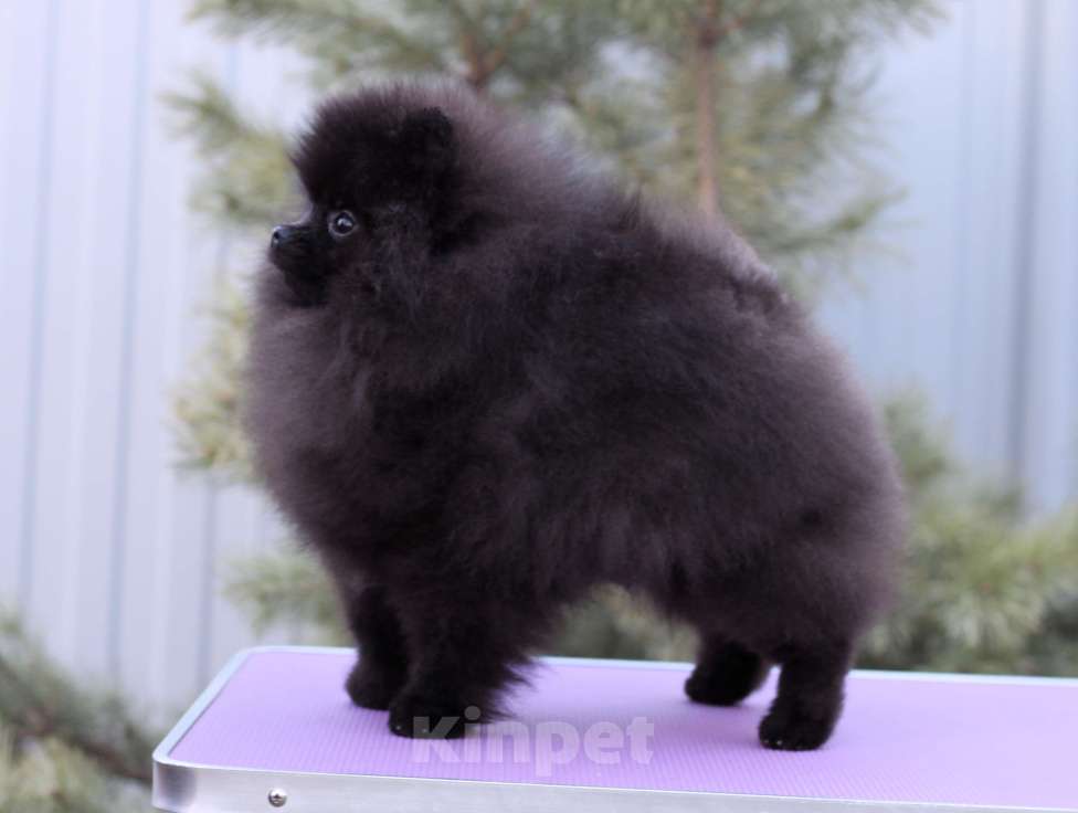 Собаки в Москве: Прекрасный черный мальчик Мальчик, Бесплатно - фото 5