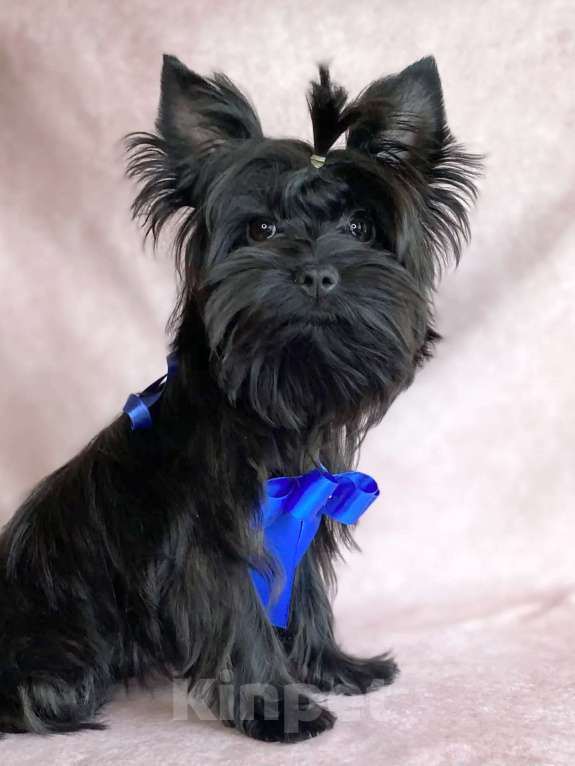 Собаки в Москве: Цветной йорк мальчик Мальчик, 25 000 руб. - фото 4