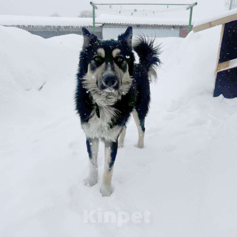 Собаки в других городах Московской области: Жизнерадостный Привет ждет свою семью Мальчик, Бесплатно - фото 3