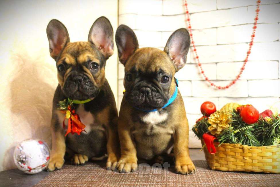 Собаки в Нижнем Новгороде: Французский бульдог Девочка, Бесплатно - фото 1