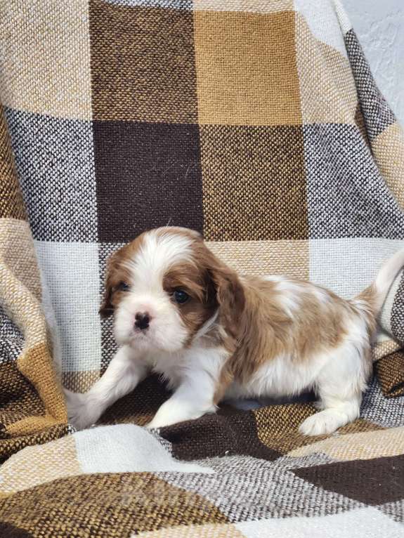 Собаки в Анапе: Розовая лента  Девочка, 110 000 руб. - фото 4