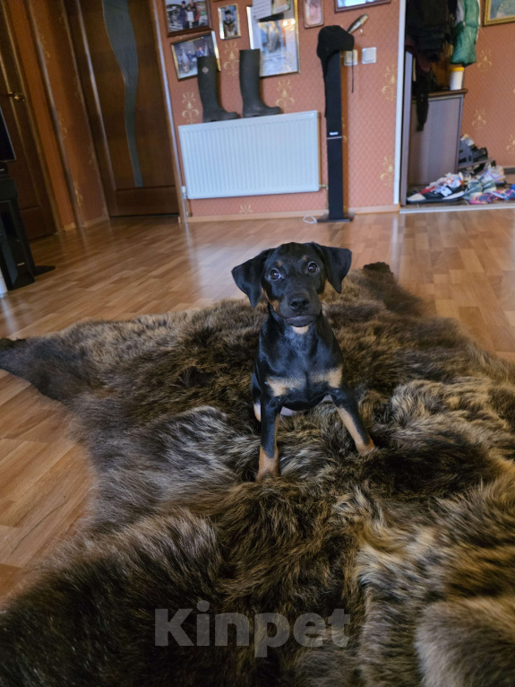 Собаки в Приозерске: Предлагаютcя для бронирования щенки  Мальчик, 20 000 руб. - фото 9