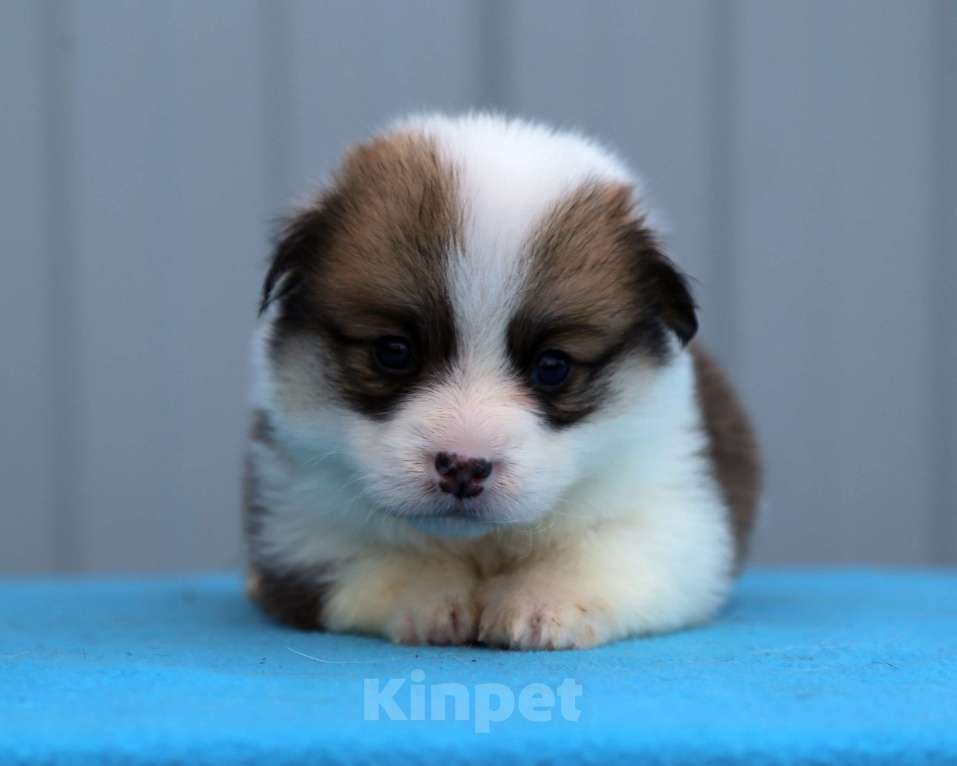 Собаки в Краснодаре: Вельш корги пемброк Девочка, 50 000 руб. - фото 3