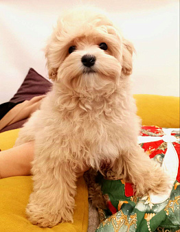 мальтипу F1 мини, кремовый мальчик  