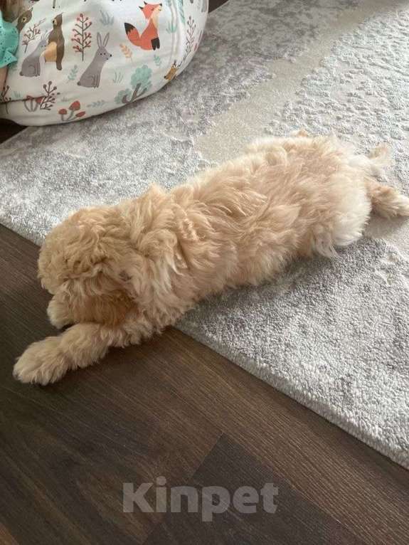 Собаки в Тюмени: Мальтипу f1 Мальчик, 60 000 руб. - фото 4