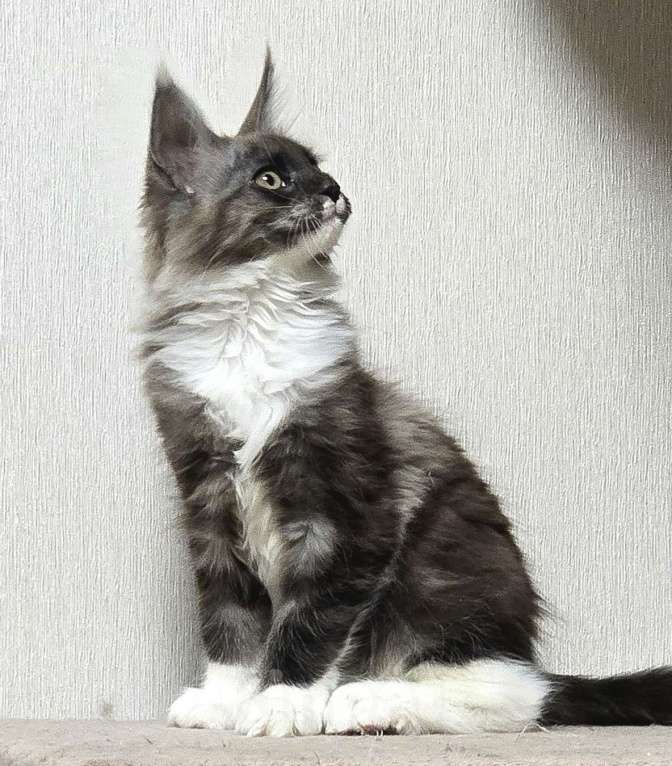 Кошки в Москве: Котята мейн-кун Девочка, 30 000 руб. - фото 2