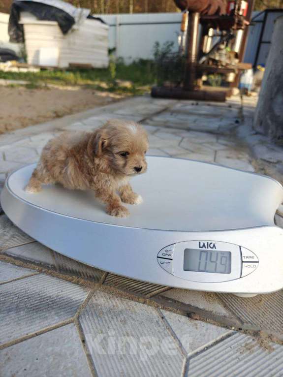 Собаки в Москве: Мальчик мальтипу мини  Мальчик, 160 000 руб. - фото 2