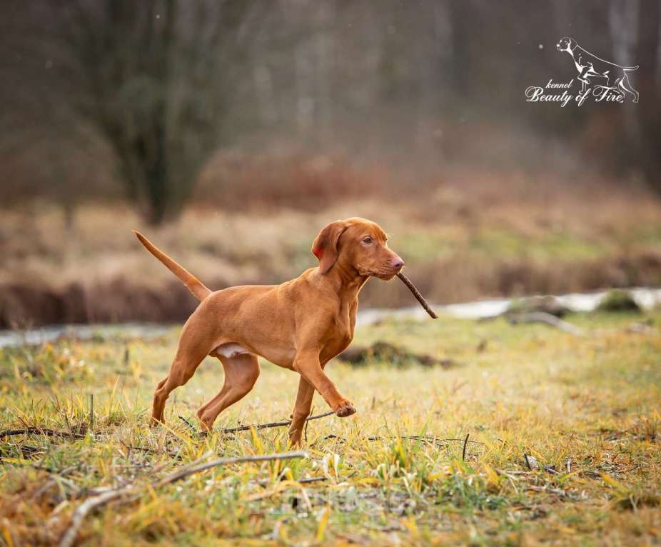 Собаки в Ярославле: Beauty of Fire Unison  Мальчик, 90 000 руб. - фото 2