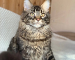 Кошки в Челябинске: 🔥🔥🔥КОТЕНОК МЕЙН-КУН МАЛЬЧИК ПИТОМНИК 🔥🔥🔥 Мальчик, 35 000 руб. - фото 7