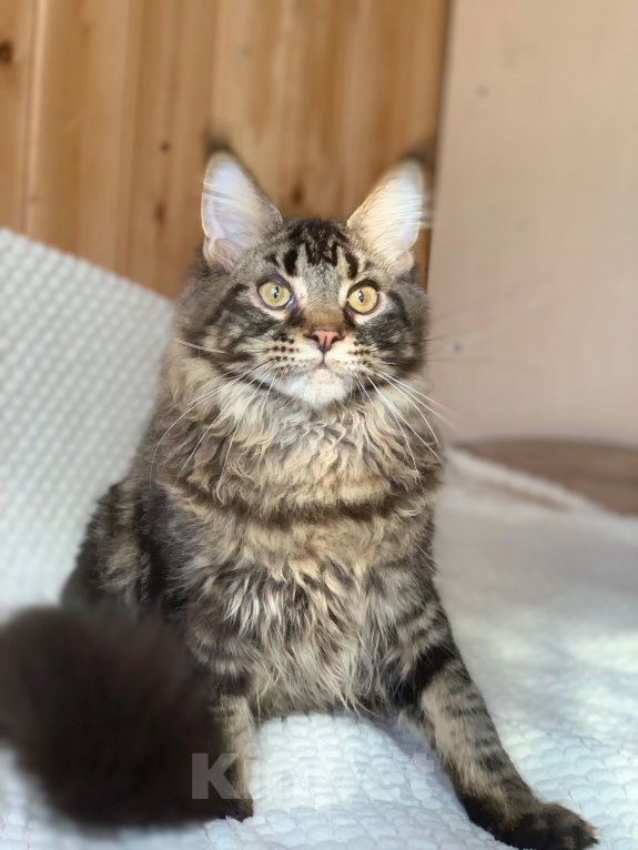 Кошки в Челябинске: 🔥🔥🔥КОТЕНОК МЕЙН-КУН МАЛЬЧИК ПИТОМНИК 🔥🔥🔥 Мальчик, 35 000 руб. - фото 7