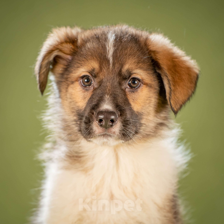 Собаки в Клине: Арахис - статный симпатяга Мальчик, Бесплатно - фото 8