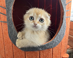 Кошки в Москве: Шотландские вислоухие котята Scottish Fold Мальчик, 35 000 руб. - фото 4