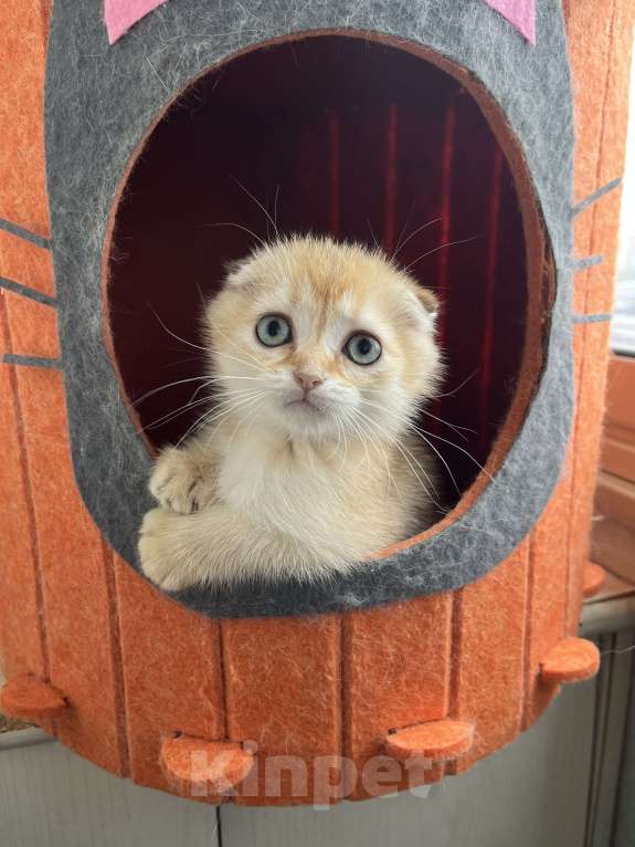 Кошки в Москве: Шотландские вислоухие котята Scottish Fold Мальчик, 35 000 руб. - фото 4