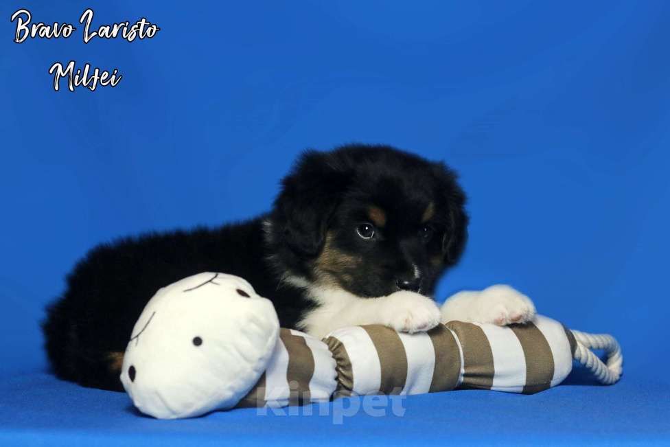 Собаки в Рязани: Щенки мас Разнополые, Бесплатно - фото 1