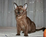 Кошки в Липецке: Бурманские котята Мальчик, Бесплатно - фото 1