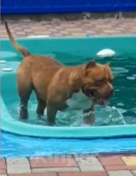 Собаки в других городах Краснодарского края: Девочка Американского булли 3 месяца Девочка, 60 000 руб. - фото 3