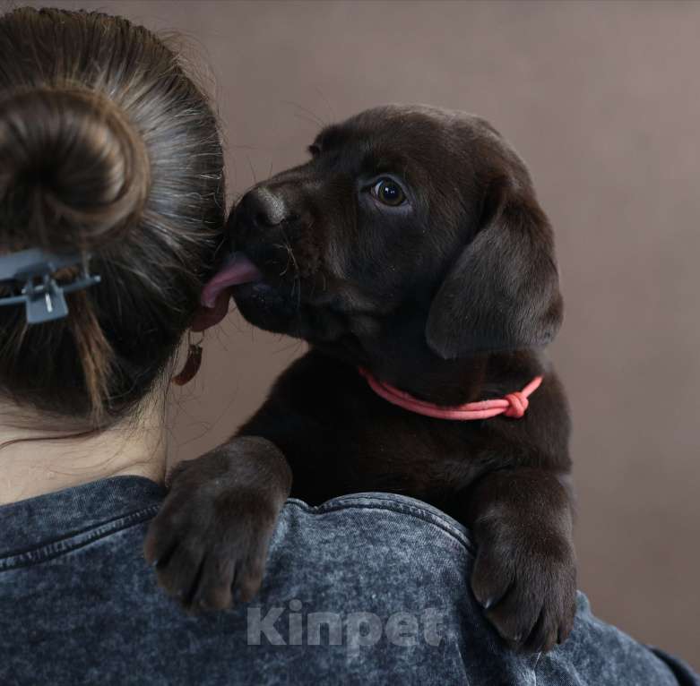 Собаки в Новокузнецке: Щенок РКФ Девочка, 70 000 руб. - фото 1