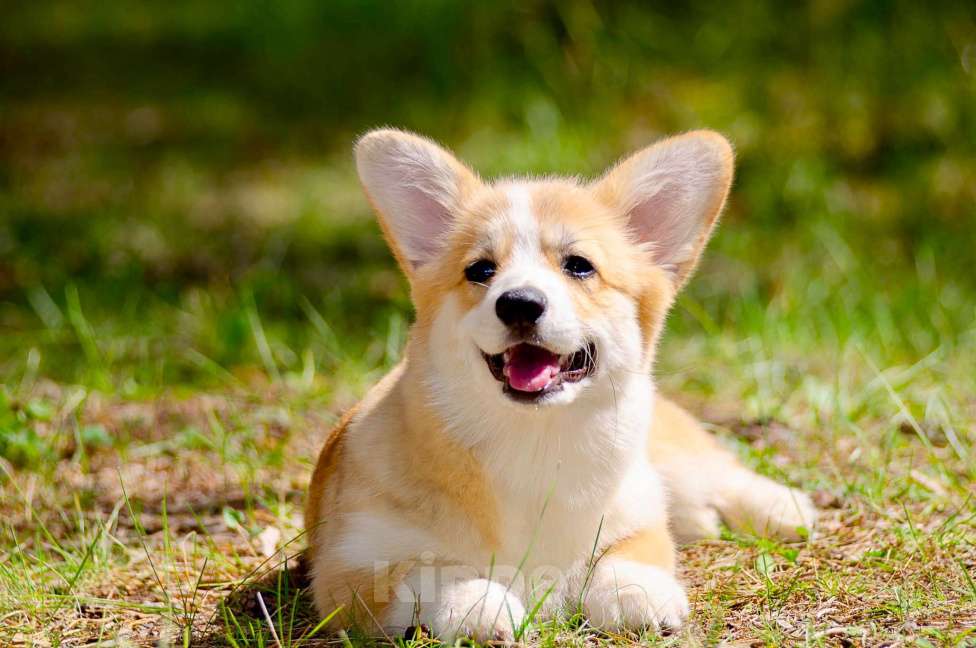 Собаки в Твери: Щенок вельш корги пемброк  Девочка, 100 000 руб. - фото 6