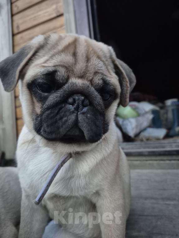 Собаки в Ярославле: Щенок мопса Девочка, 55 000 руб. - фото 7