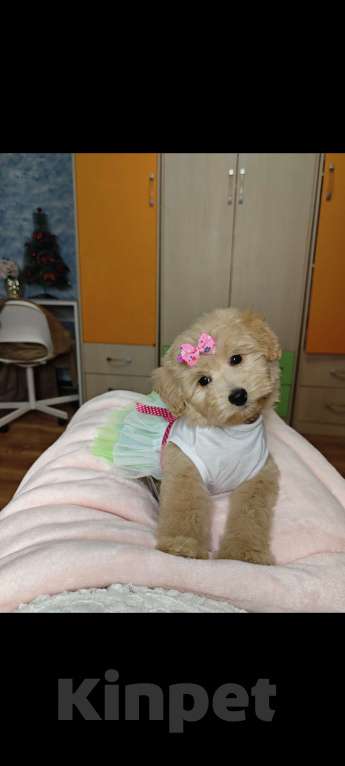 Собаки в Москве: Мальтипу  Девочка, 95 000 руб. - фото 1