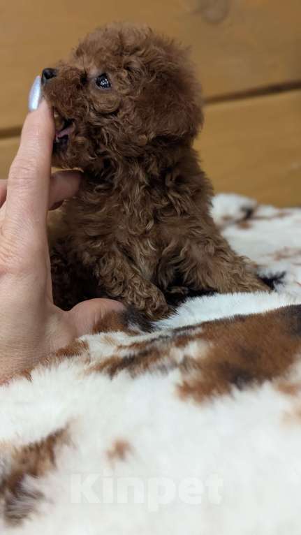 Собаки в Москве: Девочка ТИКАП Девочка, 150 000 руб. - фото 1