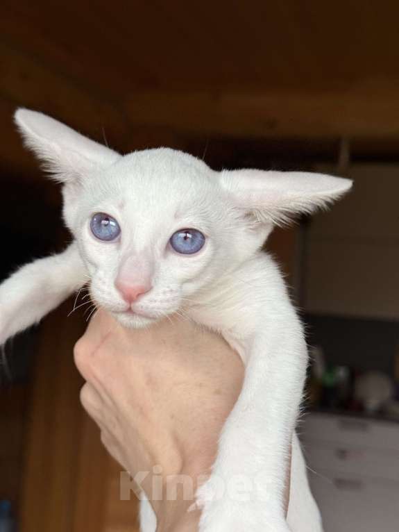 Кошки в Раменском: Ориентальный котенок Девочка, 70 000 руб. - фото 1