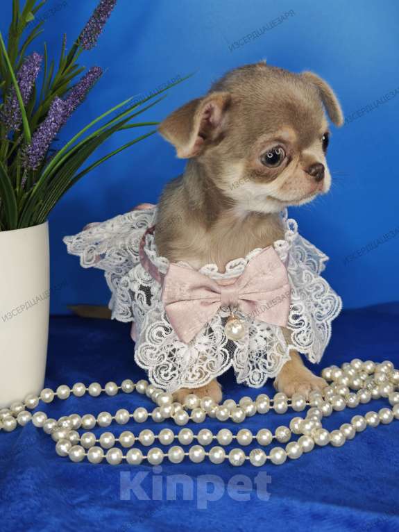 Собаки в Москве: Девочка лилового окраса Девочка, 65 000 руб. - фото 6