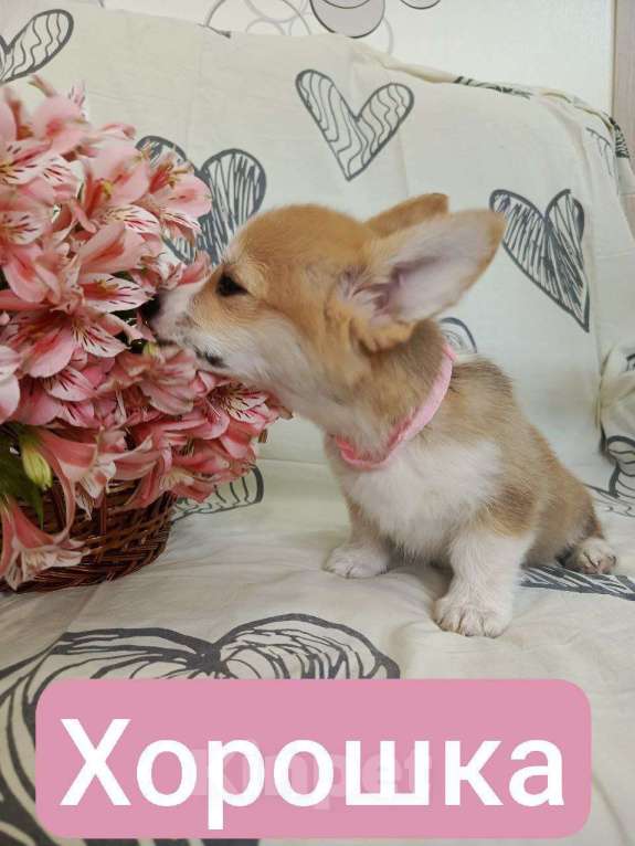 Собаки в других городах Краснодарского края: Щенки корги  Девочка, 50 000 руб. - фото 3
