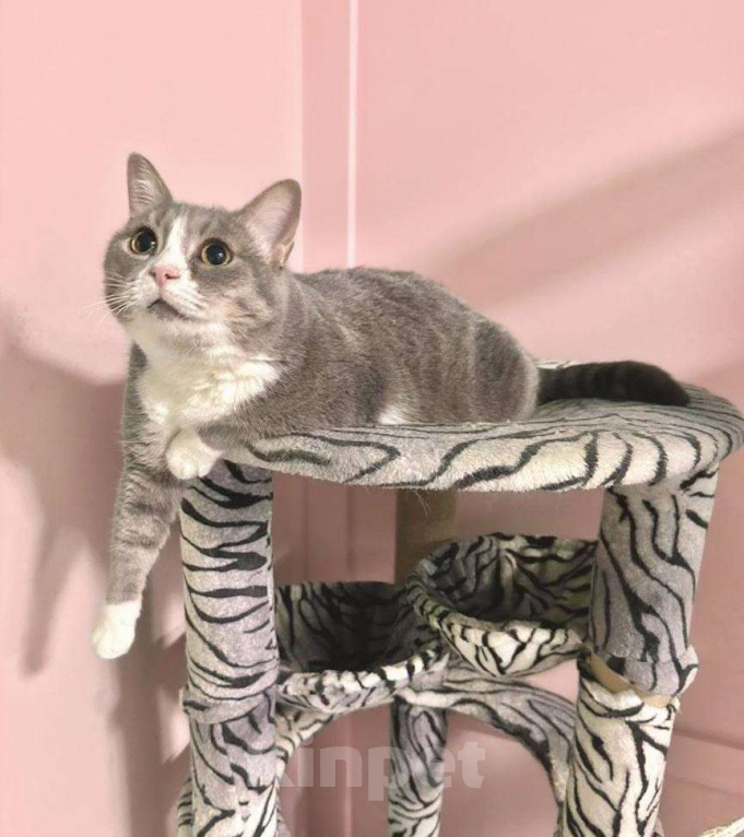 Кошки в Москве: Уже 10 месяцев ждет семью Девочка, Бесплатно - фото 7