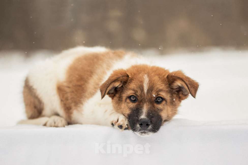 Собаки в других городах Московской области: Щенок в добрые руки Мальчик, Бесплатно - фото 3