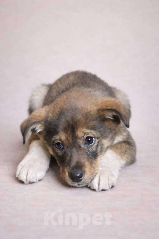 Собаки в Красногорске: Щенок Санта 2 месяца ждет свою семью Девочка, Бесплатно - фото 1