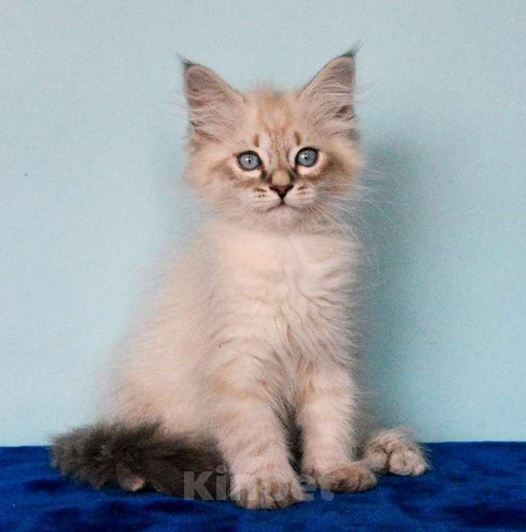 Кошки в Москве: Синеглазый котик Мальчик, Бесплатно - фото 1