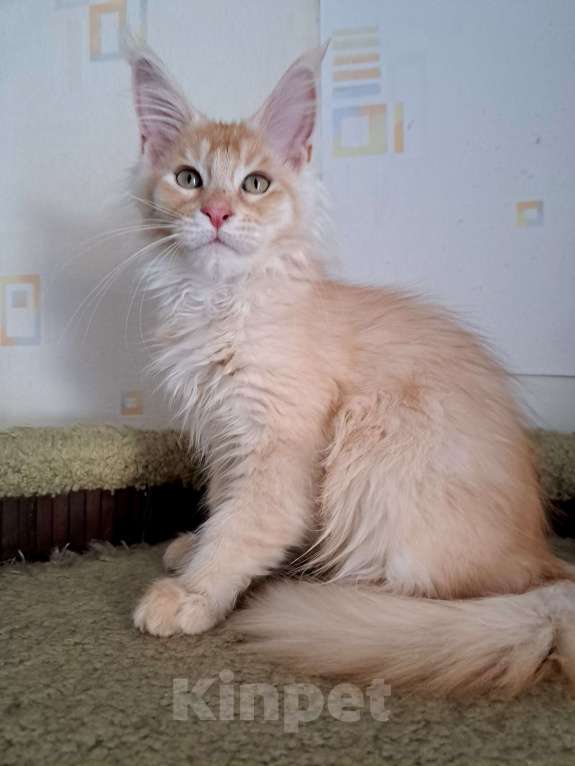 Кошки в Москве: Котята породы мейн-кун Мальчик, 45 000 руб. - фото 6