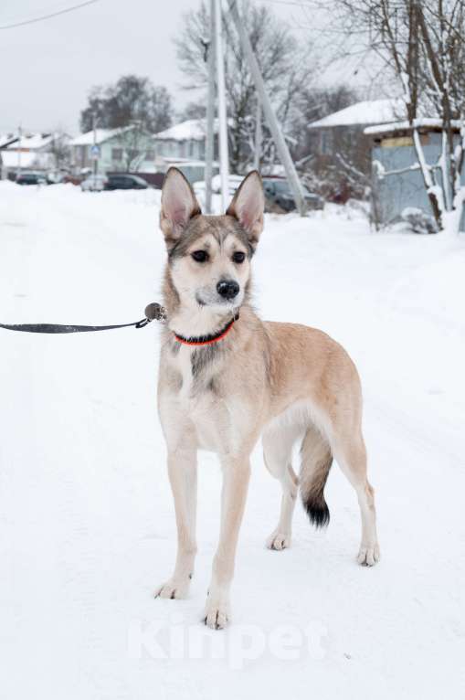 Собаки в Ногинске: Харизма, ум и манеры. Ваша будущая лучшая подруга уже здесь! Девочка, Бесплатно - фото 3
