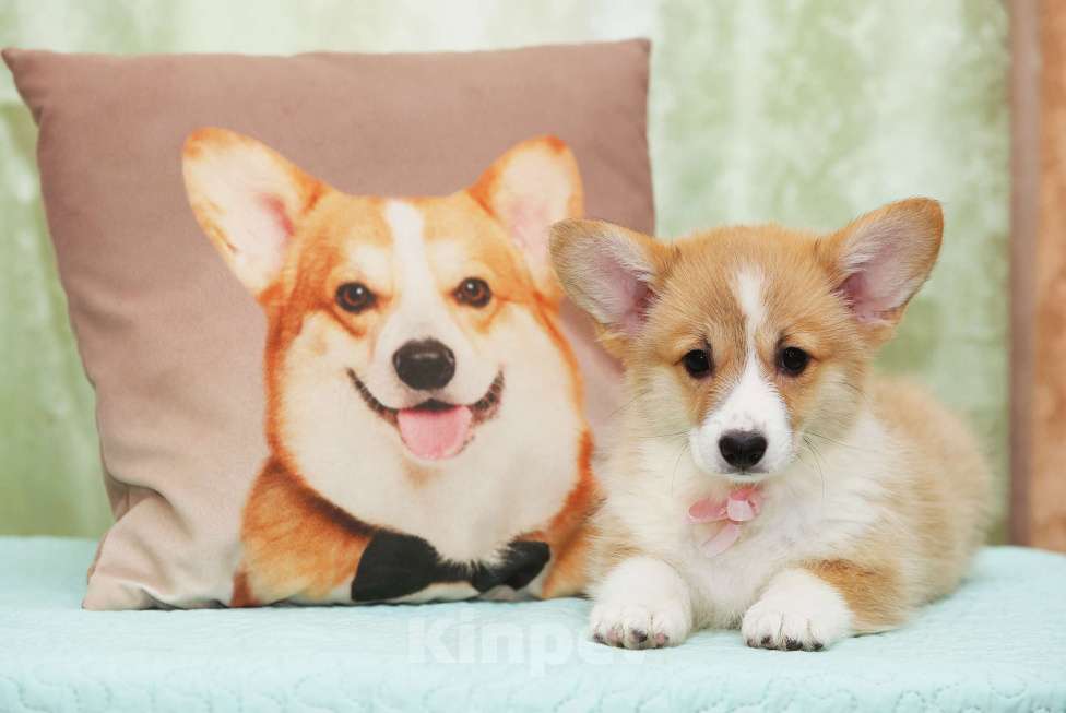 Собаки в Москве: Альмаре Феа Баркарола Девочка, 80 000 руб. - фото 4