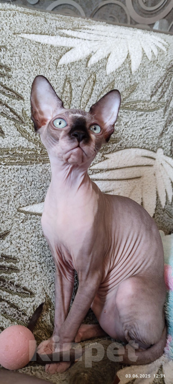 Кошки в Москве: Котята канадского сфинкса  Девочка, Бесплатно - фото 6