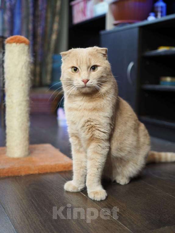 Кошки в Люберцах: Ищет дом очаровательный Симба. Мальчик, Бесплатно - фото 8