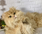 Кошки в Екатеринбурге: Королевишна КАРОЛИНА Девочка, 1 000 руб. - фото 1