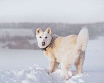 Собаки в Москве: Пес-компаньон Амур ищет дом! Мальчик, 10 руб. - фото 2