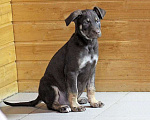 Собаки в Москве: Очаровательный ласковый щенок Бруно в добрые руки Мальчик, Бесплатно - фото 4