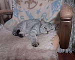 Кошки в Киселевске: Нужен друг, 50 руб. - фото 4