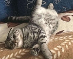 Кошки в Стерлитамаке: Вязка, кот, 1 000 руб. - фото 3