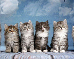 Кошки в Болхове: Сибирские котята, 40 руб. - фото 6