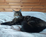 Кошки в Ливны: Котята Мейн-кун, 60 000 руб. - фото 8
