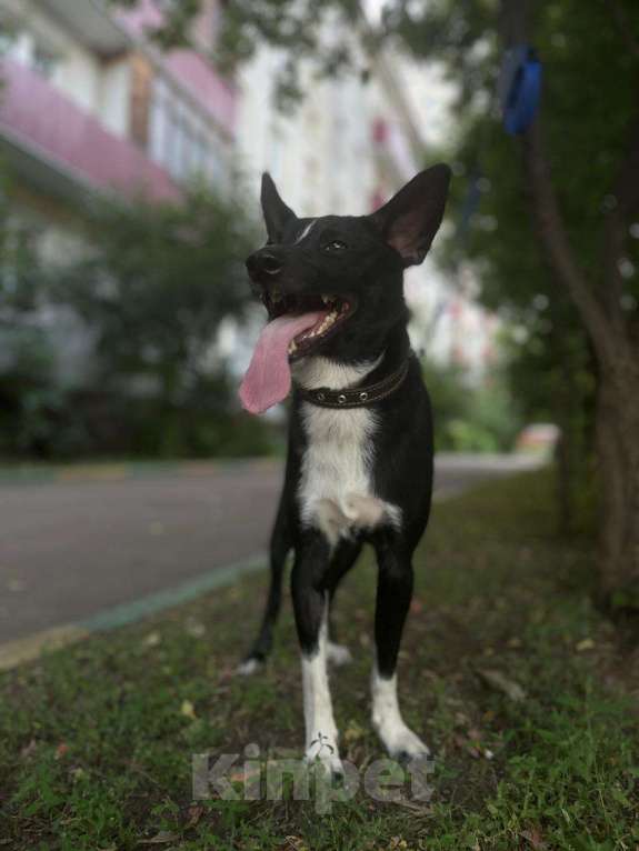 Собаки в Москве: Пес Малыш в дар на радость и счастье!)) Мальчик, Бесплатно - фото 8