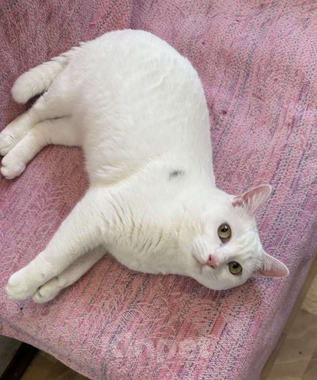 Кошки в Санкт-Петербурге: Белая кошка единственным питомцем Девочка, Бесплатно - фото 1