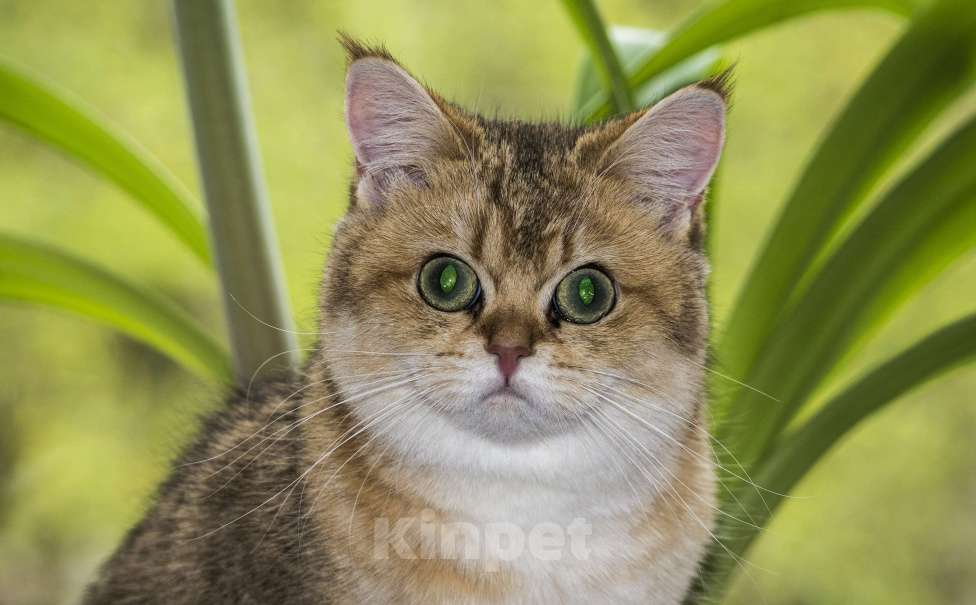 Кошки в Москве: Милая кошечка ищет дом в котором ее ждут и будут любить! Девочка, 999 руб. - фото 3