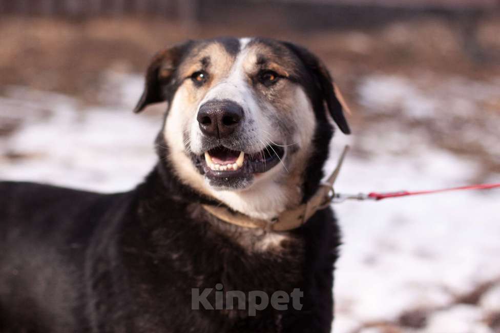 Собаки в Балашихе: Байкал Мальчик, Бесплатно - фото 3