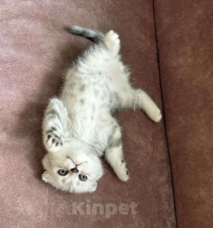 Кошки в Бердске: Продам шотландских котят Мальчик, 10 000 руб. - фото 1